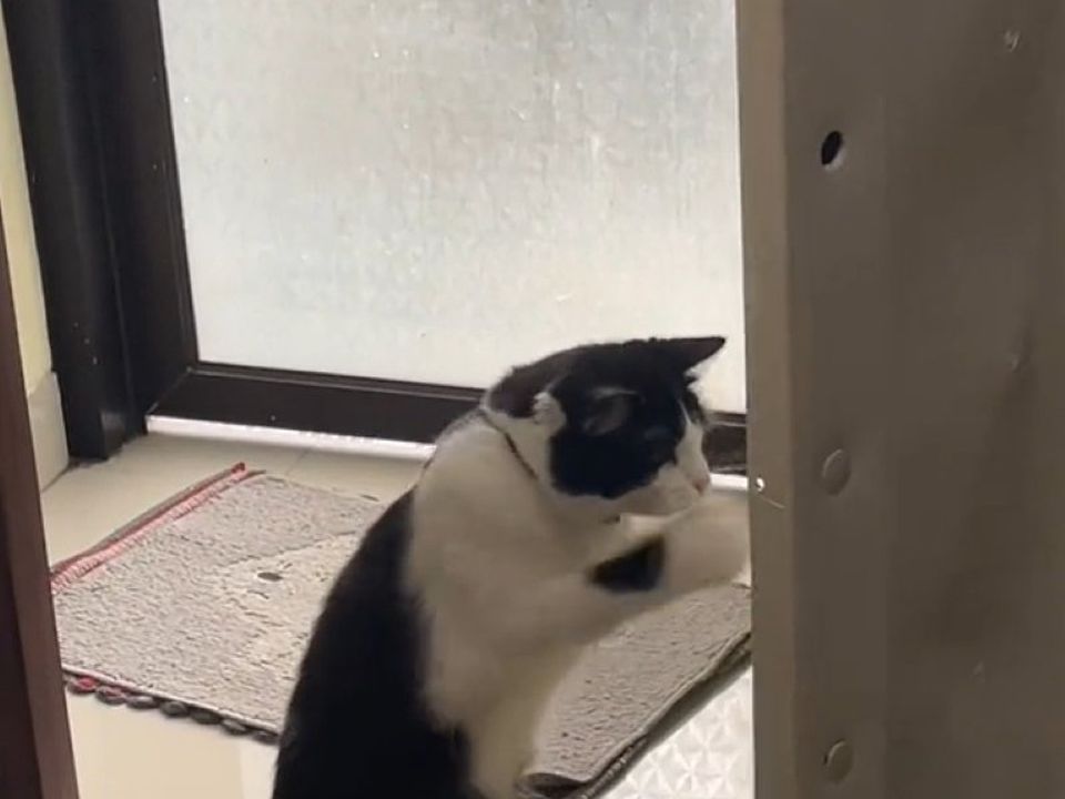 Котик із цього відео влаштував боксерський поєдинок із дверима, чим розсмішив глядачів. Маленький спортсмен.