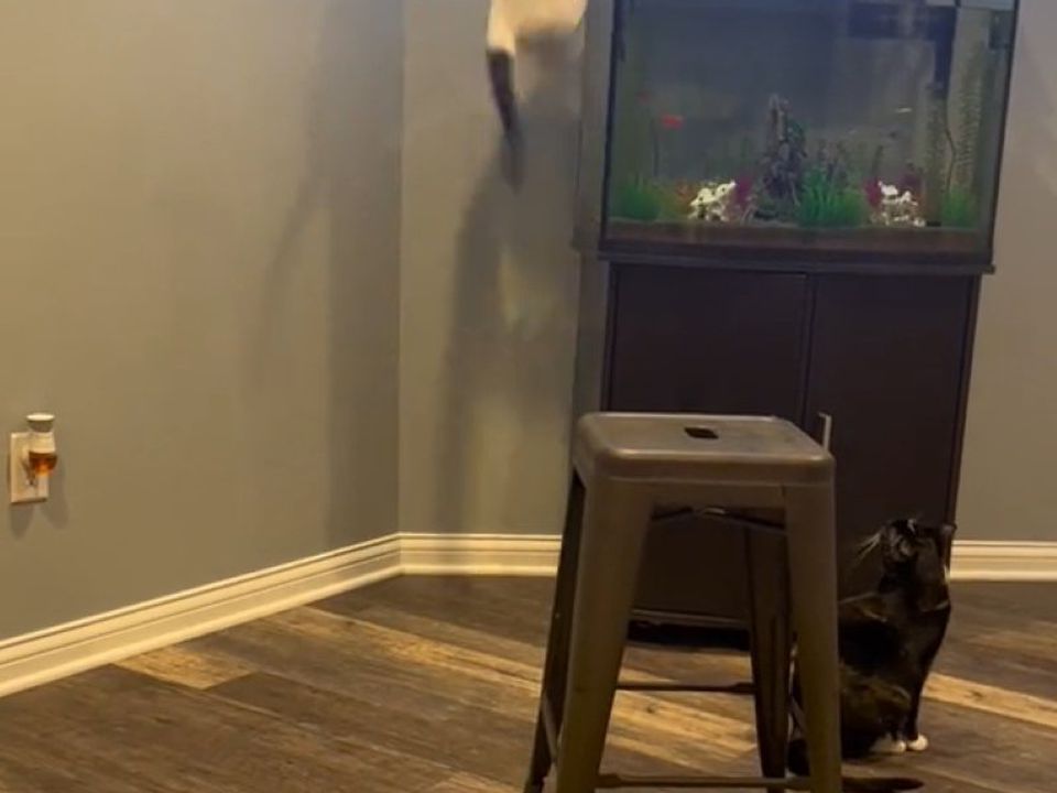 Відео, на якому котик скупався в акваріумі з рибками, стало популярним. Спроба пухнастика з'їсти смачну рибку провалилась.