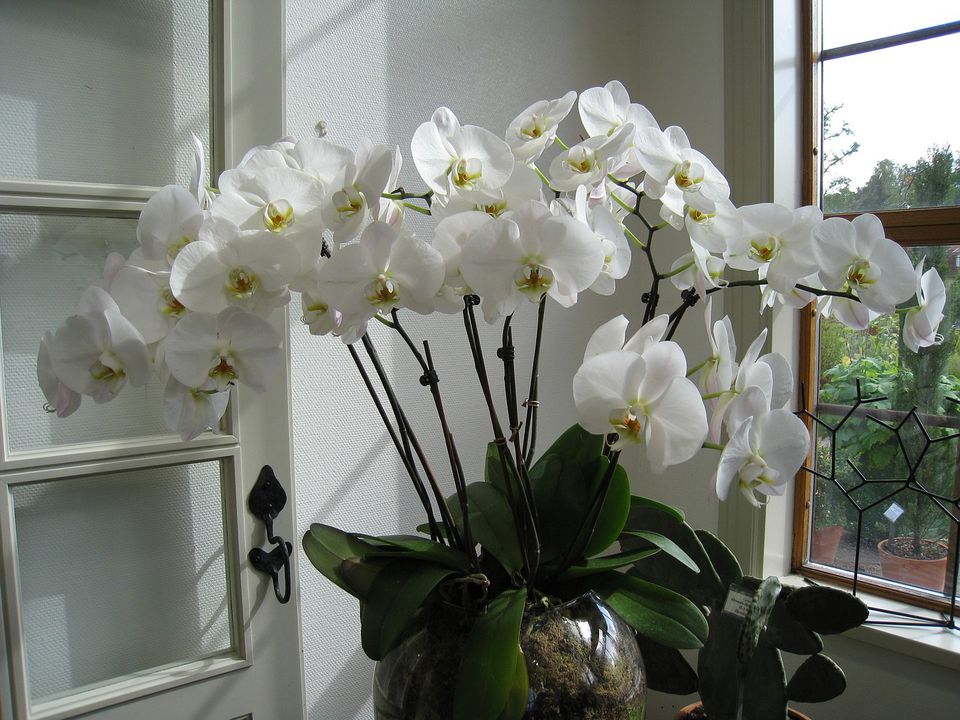 Як домашня орхідея впливає на енергію та характер жінки: прикмети та забобони. Чи можна тримати вдома орхідеї згідно з віруваннями.