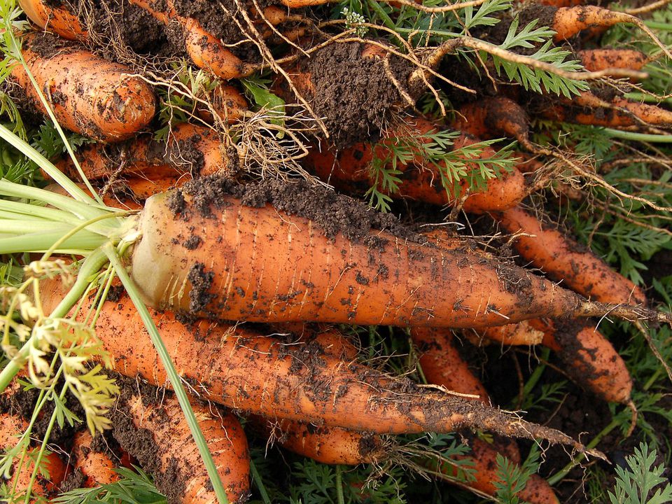 Як посадити моркву, щоб збільшити її врожай удвічі. Хитрий спосіб — для рясного плодоношення.