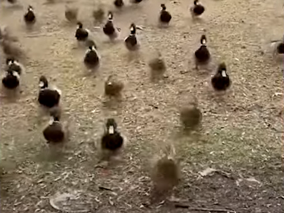 Жінка зафіксувала на відео, як її переслідують качки. Прогулянка у парку не зовсім була спокійною.