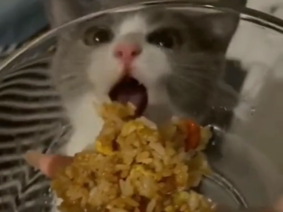 Котик з цього відео не може зрозуміти, чому їжа не потрапляє йому до рота. Пухнастик намагався вкрасти господарський обід, але не врахував один момент.