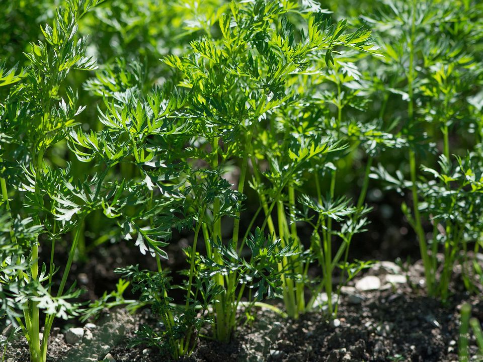 Прикмети, за якими городники визначають, коли садити насіння моркви у відкритий ґрунт. Народні повір'я для посадки солодкого коренеплоду.