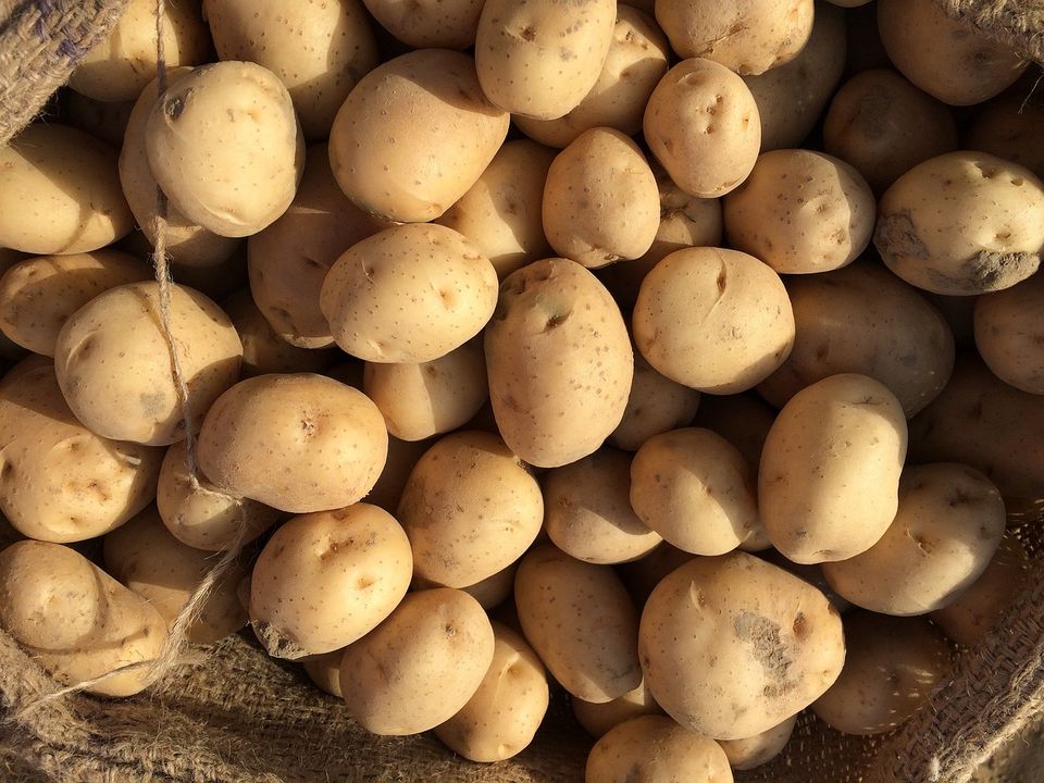 Як затримати проростання насіннєвої картоплі, що потрібно зробити. Поради експертів.