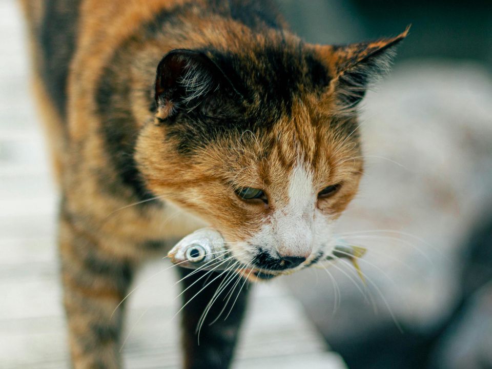 Чи можна кішку регулярно годувати рибою?. Не робіть так, якщо любите свого вихованця.
