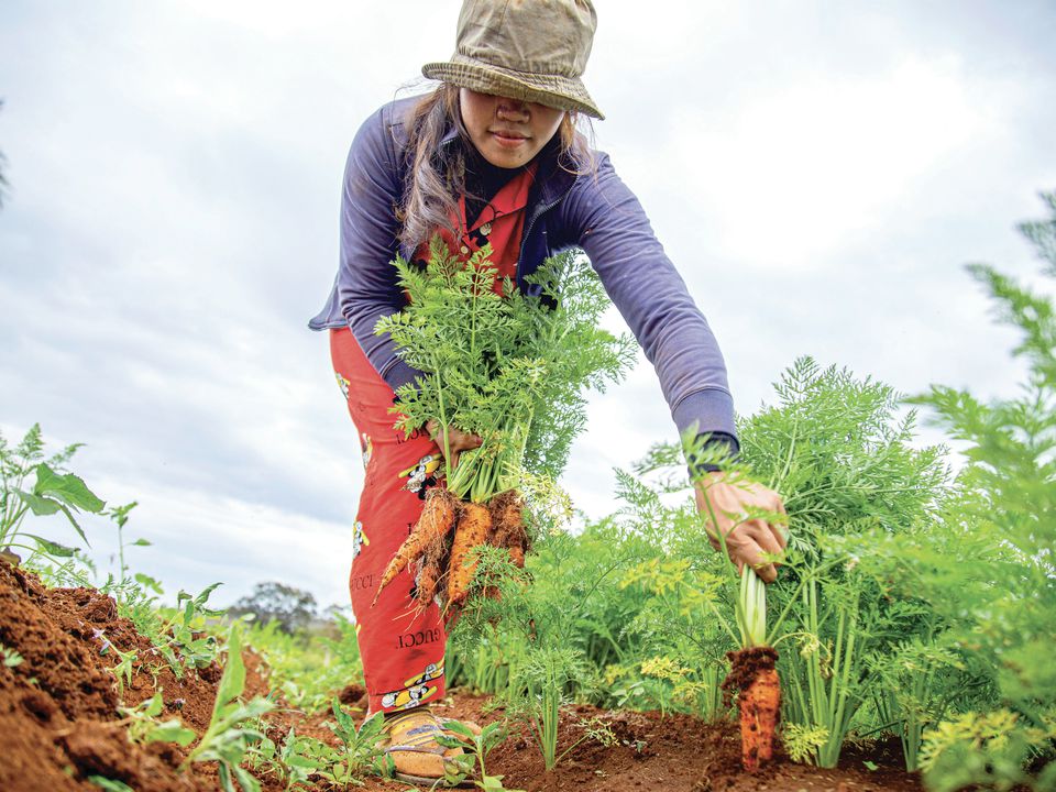 Як підготувати ґрунт та насіння, щоб підвищити врожайність моркви вже в момент посадки. Поради городників.
