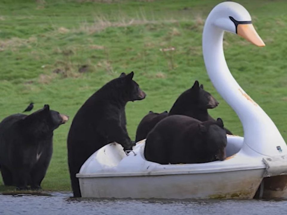 Зупиніться на хвилинку і подивіться, як ці ведмеді катаються на катамарані. Відео привело в захват інтернет.