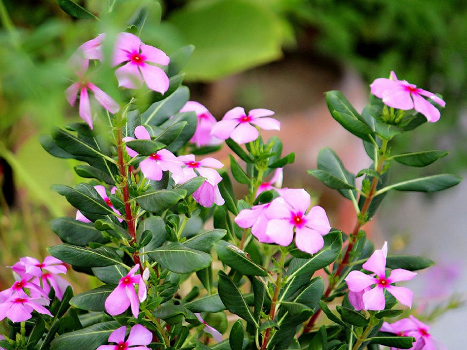 Щоб захиститися від негативного впливу: посадіть ці квіти біля свого будинку. Рослини, які не лише прикрасять вашу клумбу, а й забезпечать захист.