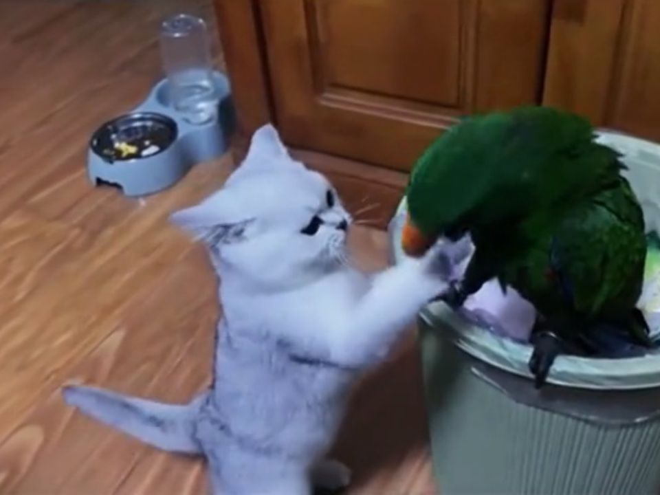 На відео потрапила бійка котика та папуги, які щось між собою не поділили. Знай своє місце, пернатий.