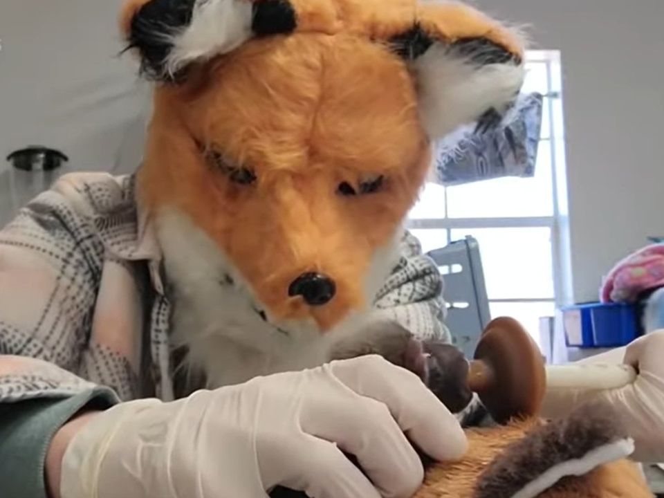 Співробітники Центру дикої природи носять маски лисиць, доглядаючи за осиротілими лисенятами. Як це мило.