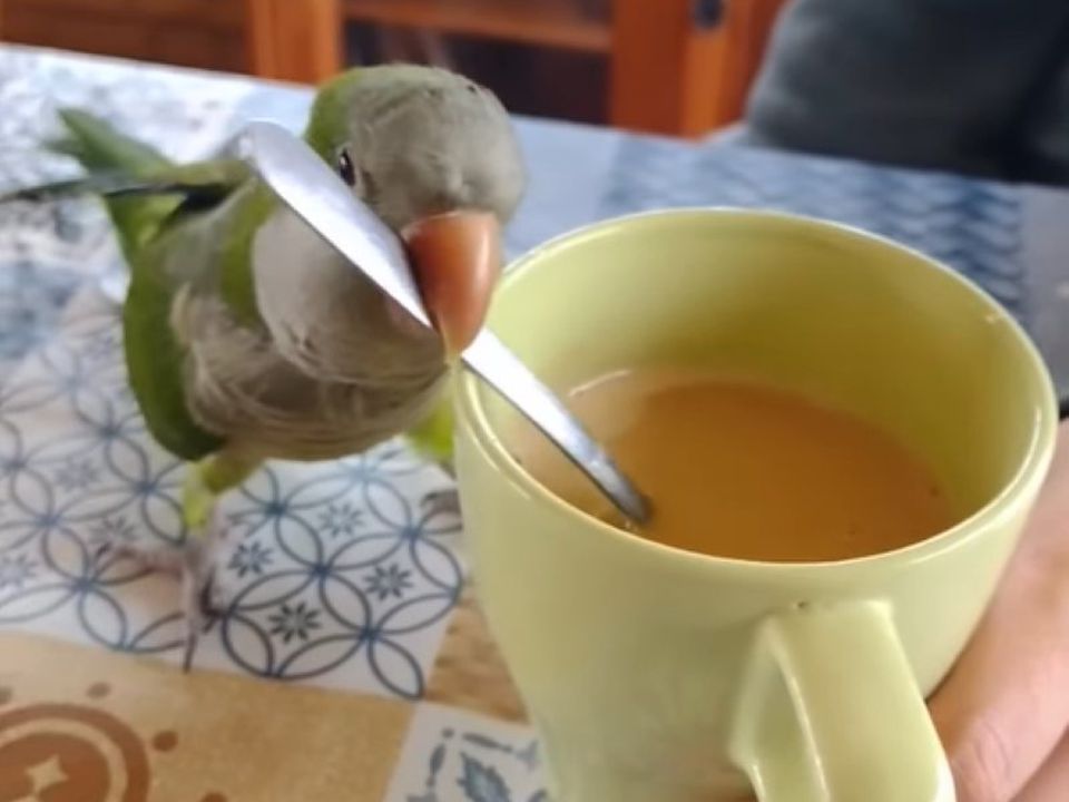 На відео потрапив папуга, який допоміг господарю розмішати ранішню каву. Всім би нам зранку таких вихованців.