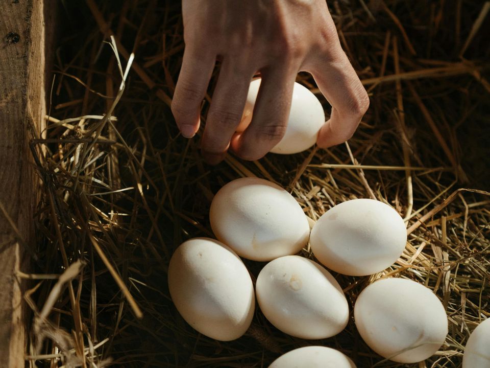 Яка відмінність сільських яєць від магазинних та їхня користь. Кілька нюансів, про які потрібно згадувати під час купівлі.
