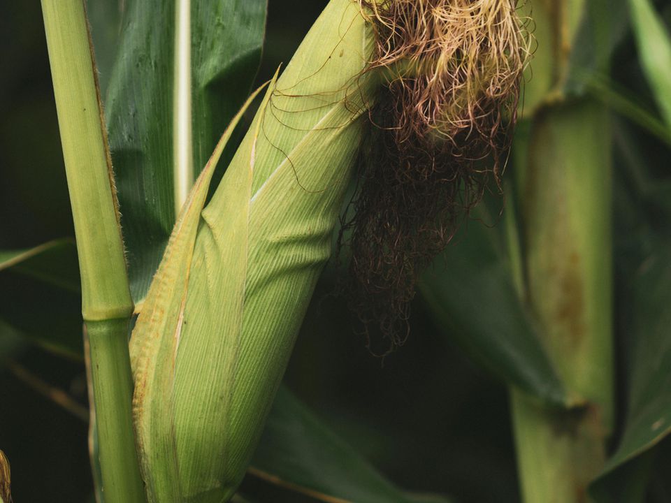 Буде гарно рости: коли садити кукурудзу згідно з місячним календарем. Буде багато великих качанів.