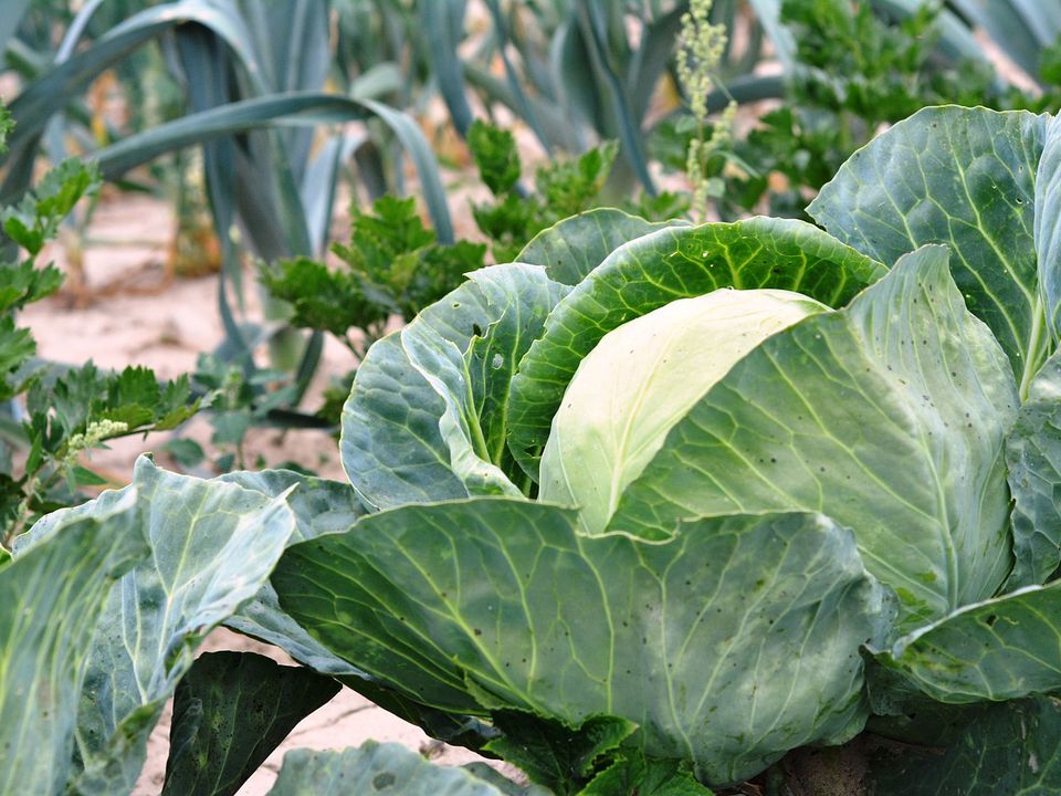 Найкращі сусіди для капусти: від шкідників захистять й урожай покращать. Посадіть ці рослини поруч із капустою.