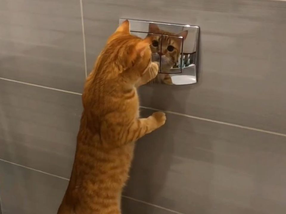 Господар зняв на відео момент, коли його кіт побачив себе у відображенні від кнопки зливу. Пухнастик прийшов від себе в повний захват.