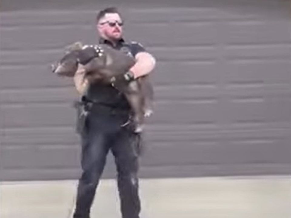 Поліцейському зі штату Юта довелося ловити свиню-втікача. Відео, яке змусить вас сміятися.