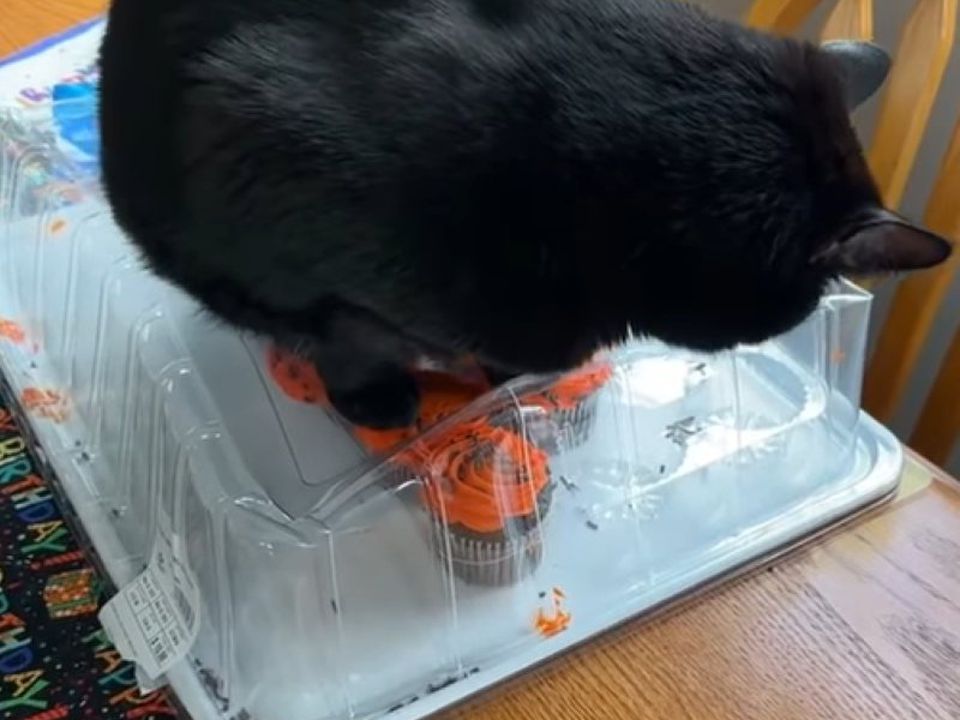 Кіт вирішив відпочити на пластиковій коробці з тістечками, знищивши їх усі. Відео стало популярним.