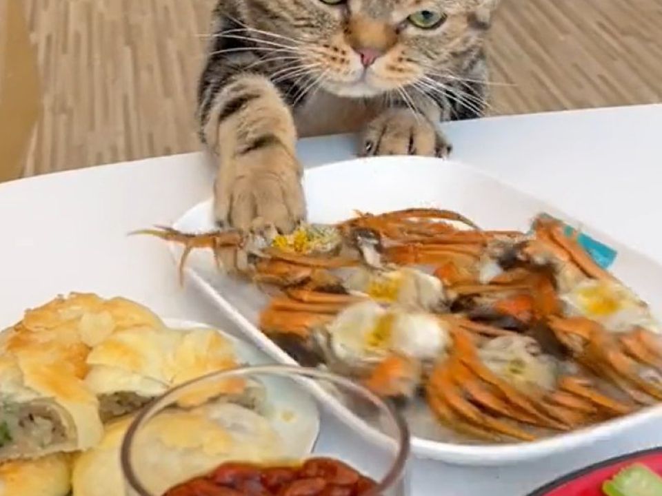Познайомтеся з найбільш ненажерливим котиком у світі, що безпардонно краде їжу. Пухнастик вразив Мережу своїм рівнем нахабства.