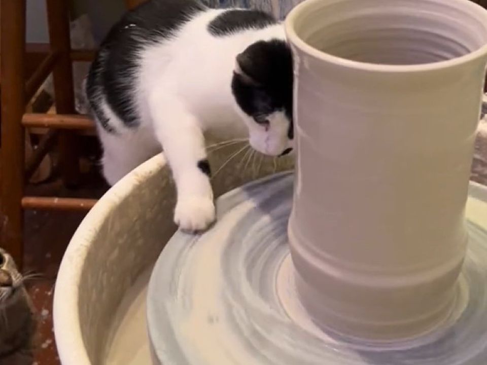 Ця кішечка любить створювати унікальні керамічні вироби. Пухнастик завжди допомагає своїй господині.