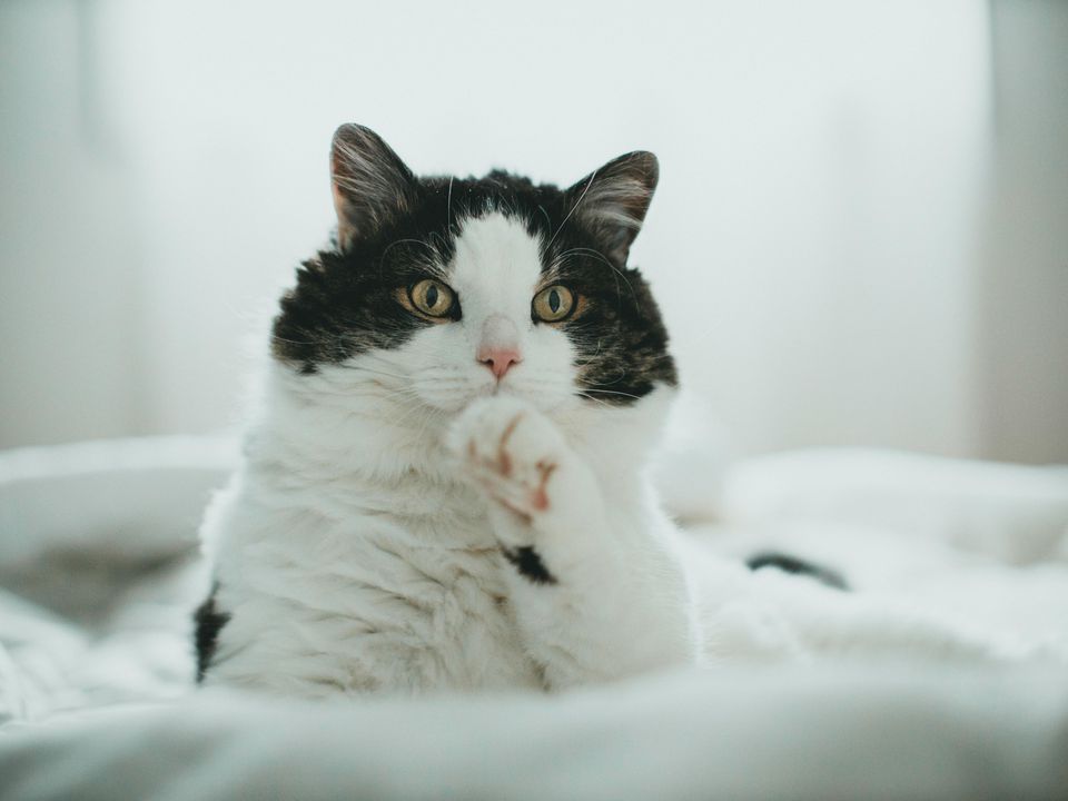 Чому кішки підіймають лапу, коли сидять: що це може означати. Причини дивної поведінки пухнастиків.