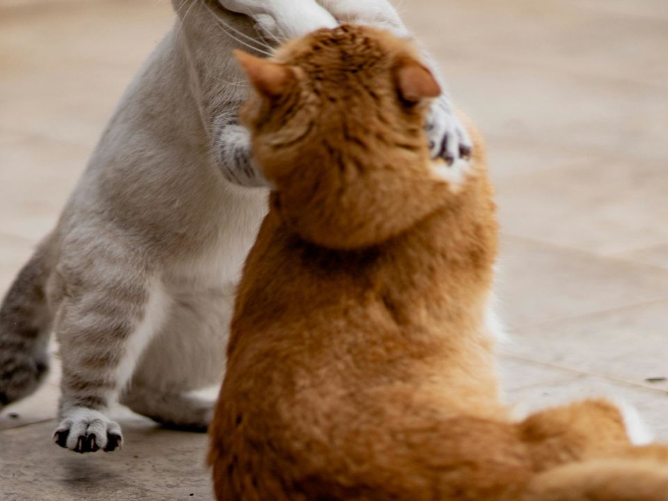 Вовняні бійці: коли потрібно втрутитися та як безпечно розборонити котів. Як розборонити котів, що б'ються.