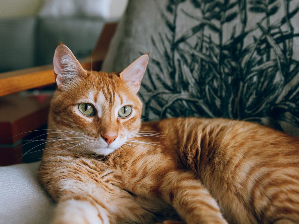 Що бачать кішки, коли дивляться телевізор. Це корисно знати кожному власнику тварини.