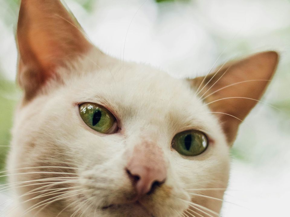 Чому кішкам не подобається, коли їм дивляться в очі. Чому тварини відводять погляд.