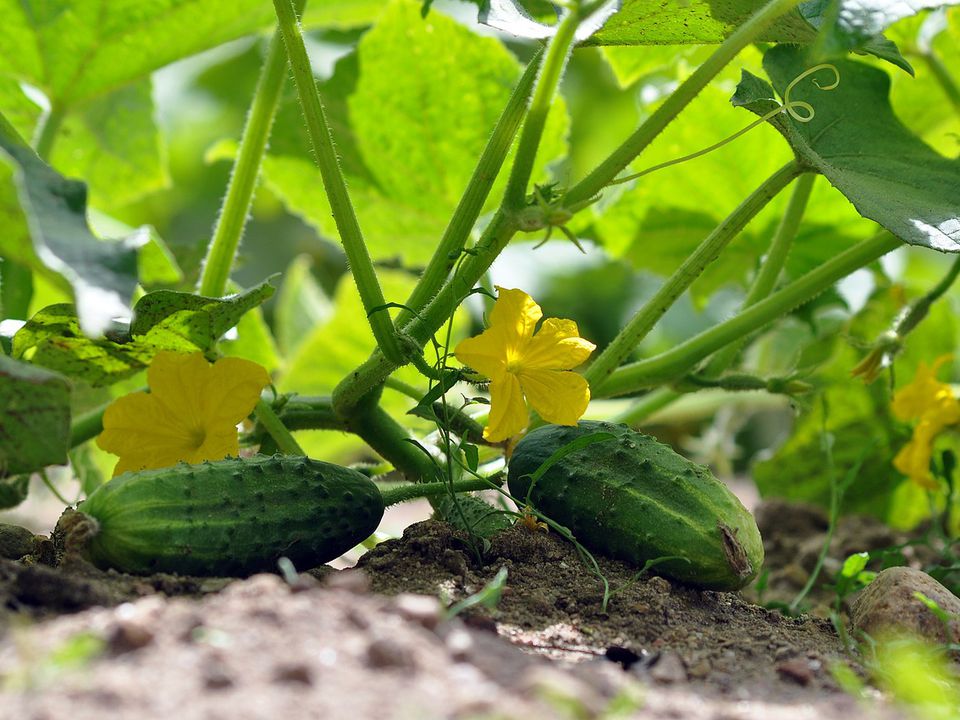 Основні правила висадження розсади огірків у відкритий ґрунт. Урожай овочів приємно здивує.