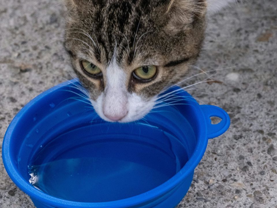 Скільки води на день повинна випивати кішка, яка харчується сухим кормом. Є багато нюансів.