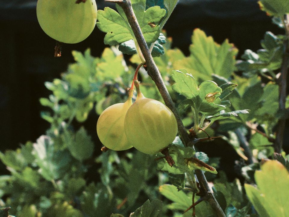 На аґрусі виростає мало ягід: причини, які потрібно усунути. Часті помилки дачників.