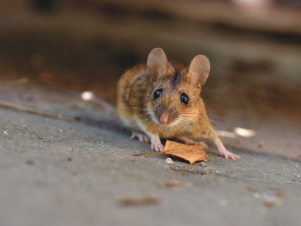 Чого слід очікувати, якщо вам миша перебігла дорогу. Прикмети та забобони про зустріч з гризуном.