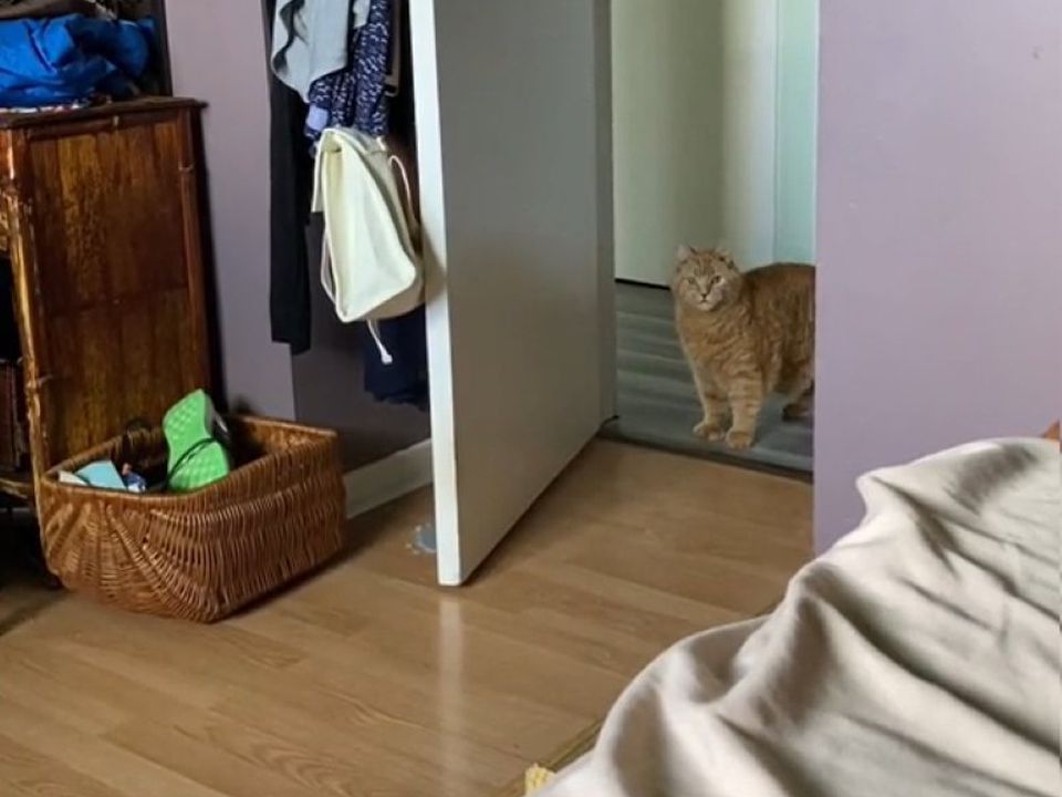 Відео про кота, який ввічливо запитує дозволу перед тим, як увійти до кімнати, постукавши у двері. "Можна увійти?".
