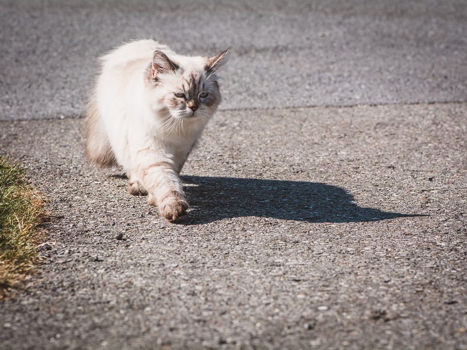 Як кішки знаходять дорогу додому: вбудований компас чи чуття. Що допомагає тваринам знаходити свій дім навіть на великій відстані.