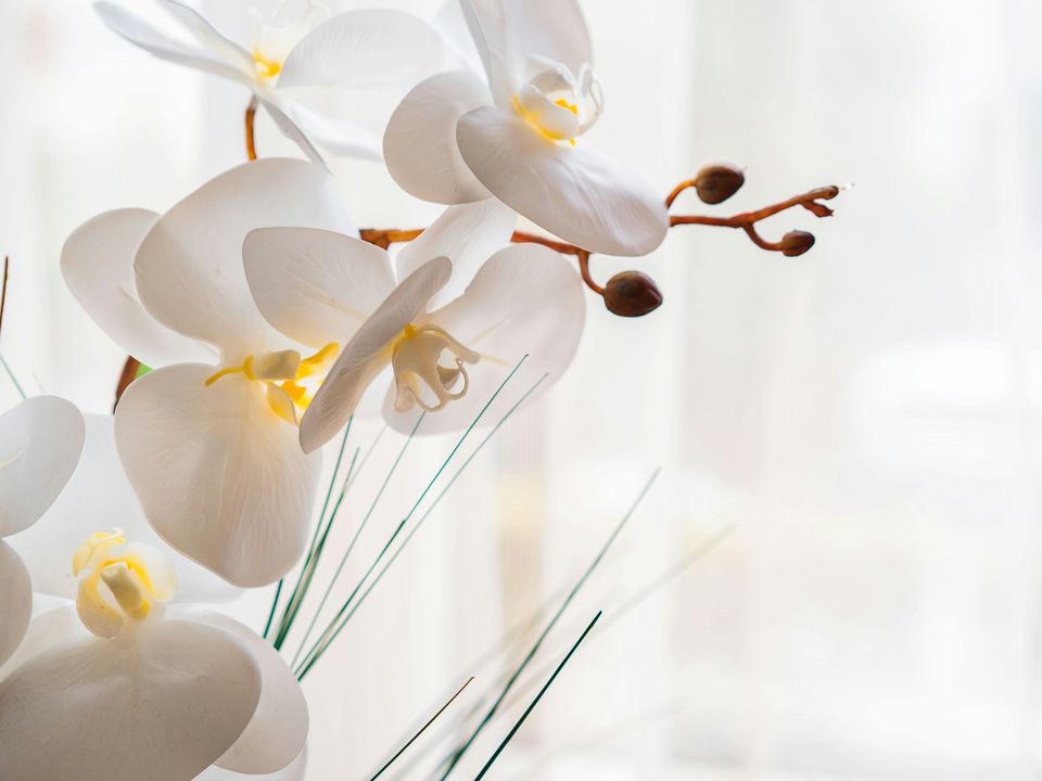 Важливо знати, чи можна підгодовувати орхідеї під час цвітіння. Поради квітникарів.