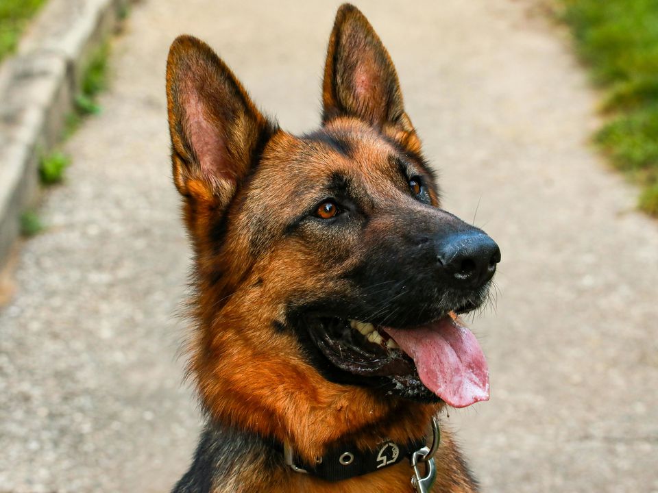 Кінологи перерахували причини, через які собака висовує язик. Кожна дія домашніх улюбленців може бути сповнена сенсу.