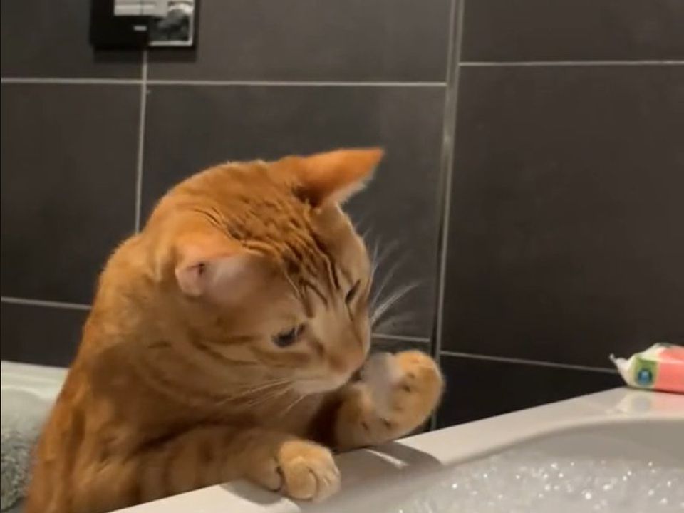 Зіркою інтернету став котик, який вирішив спробувати піну для ванни на смак. Навіть не розчарувався у смаку.