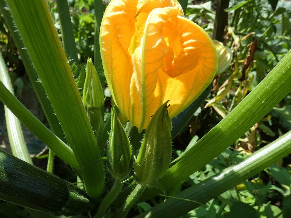 Секрет рекордного врожаю кабачків: видаліть квіти з куща на самому початку. Хитрощі вирощування кабачків.