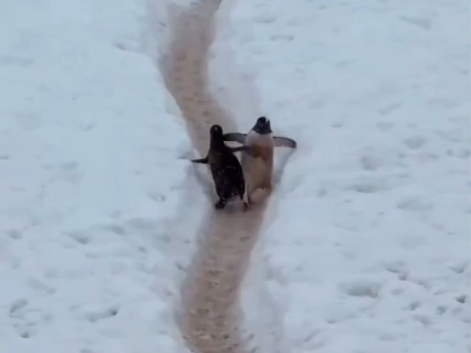 Глядачів розсмішили два впертих пінгвіни, які не поступилися дорогою один одному. З дороги!