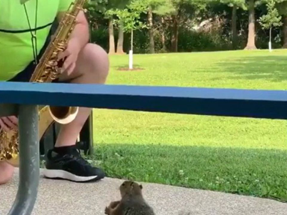 Чоловік, який щоранку грав на саксофоні в парку, отримав рідкісного шанувальника. На відео зняли пухнасту поціновувачку музики.