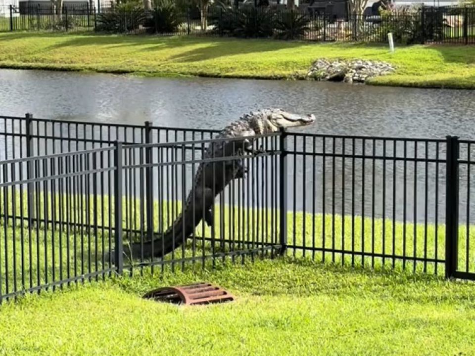 У США зняли на відео приголомшливий момент, як алігатор перелазить через паркан. Тварина продемонструвала свої навички скелелазіння.
