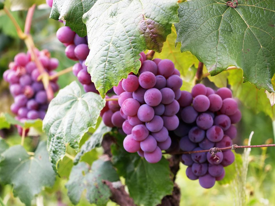 Підживлення, після використання якого виноград рясно плодоноситиме. Ягід буде багато.