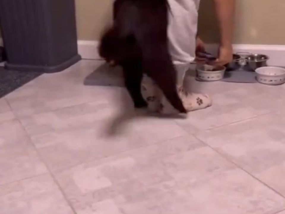 Унікальний танець нетерплячого котика, який не може потрапити до миски з кормом, потрапив на відео. Пусти!
