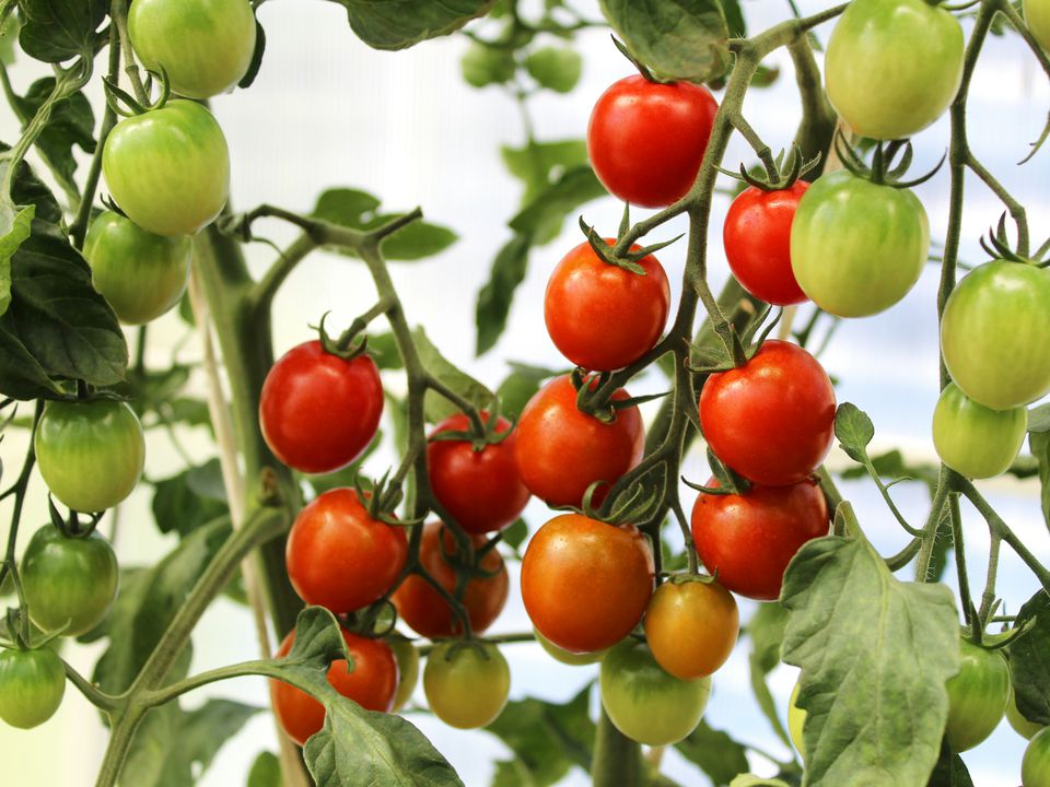 Чудо-спосіб для солодких томатів: чарівний склад, який змусить овочі радувати смаком. Корисний метод, про який мало хто знає.