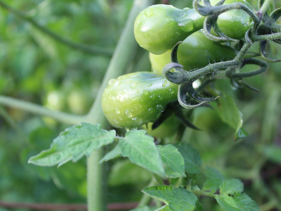 Як правильно поливати помідори після посадки розсади у землю. Оптимальний режим поливу томатів.