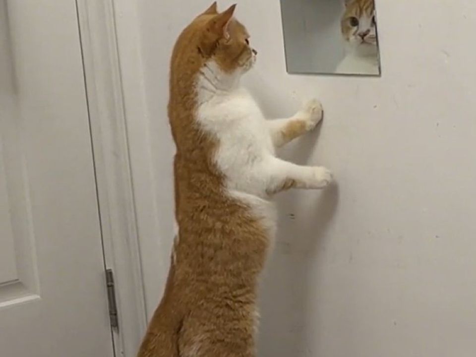 На відео потрапив котик, який намагався поговорити з відображенням. Але його витівка на жаль не вдалася.