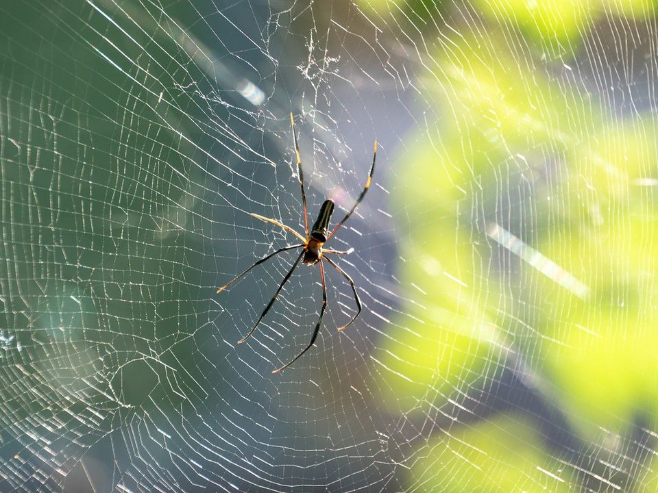 Чого чекати, якщо у вашому будинку завелися павуки та чому це добре. Чи варто позбуватися непроханих гостей?