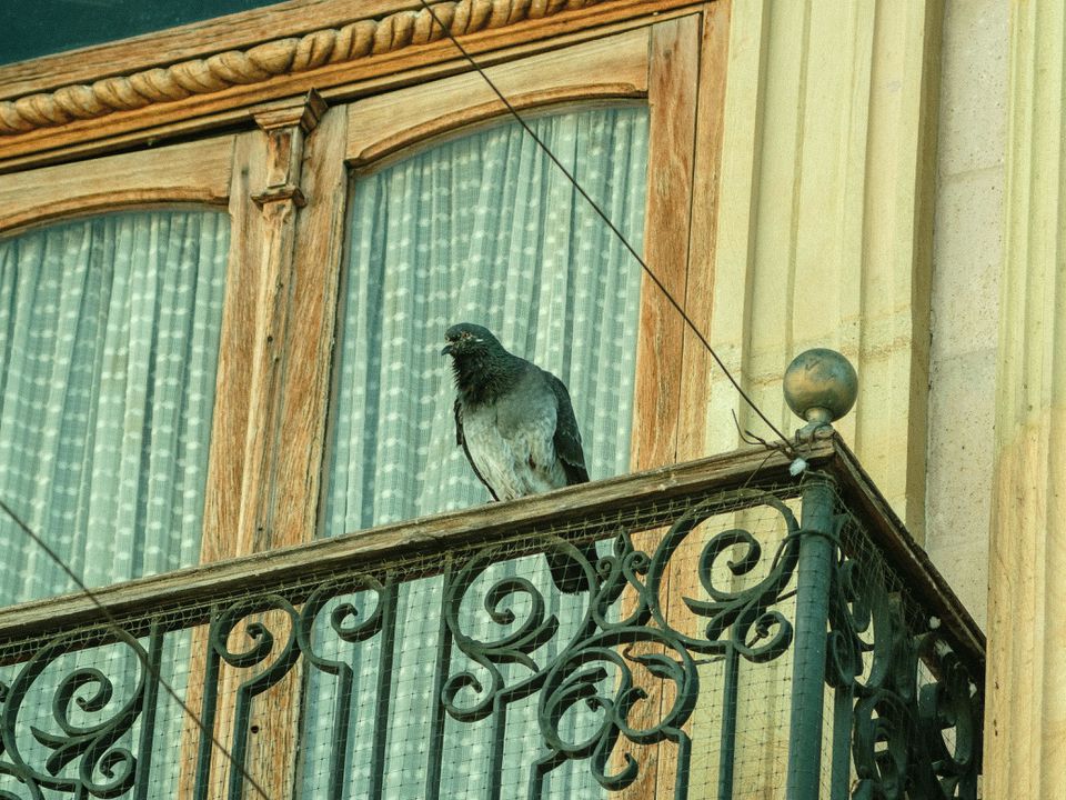 Навіщо обертати фольгою поручні на балконах: трюк, який позбавить від серйозної проблеми. Те ж саме можна зробити з мотузками для білизни за вікном.