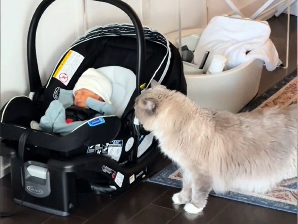 Батьки показали кумедну реакцію кішки на малюка — курйозне відео. Центр уваги тепер змінився.