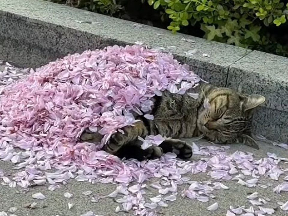 Мережу підкорив котик, що заснув під пелюстками троянд. Весняна ковдра.