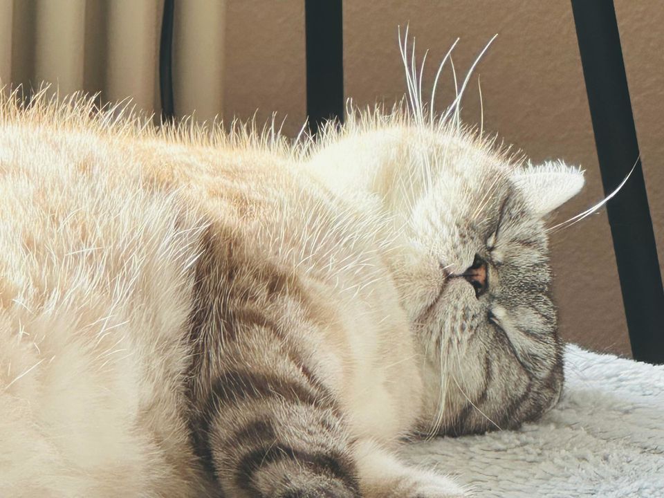 Кішка хропе уві сні: чому, чи нормально це і що робити. Розбираємося в причинах котячого хропіння.
